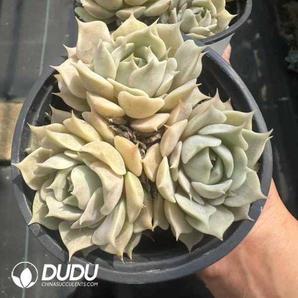 Echeveria Lola Clustering - Image 2