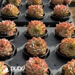 Echeveria Ice Diamond - Image 2