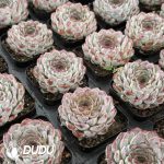 Echeveria Sunflower Treasure - Image 2