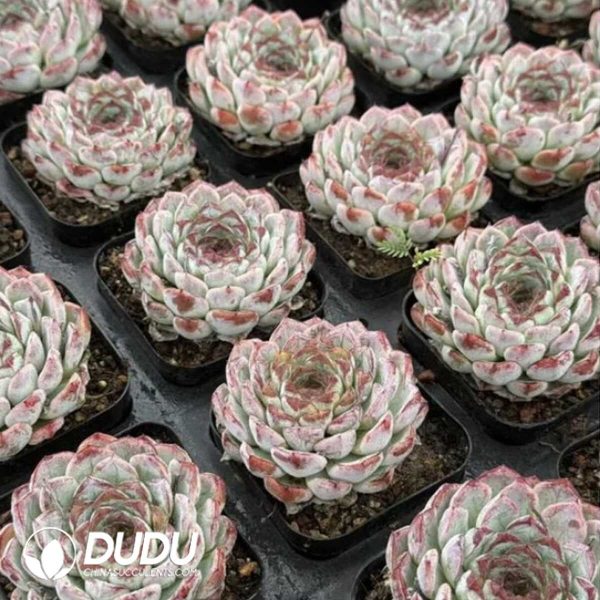 Echeveria Sunflower Treasure - Image 2