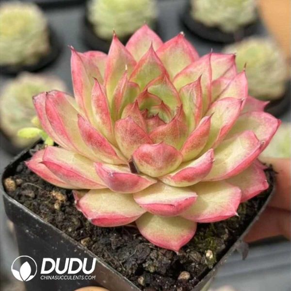 Echeveria Good Mood - Image 2