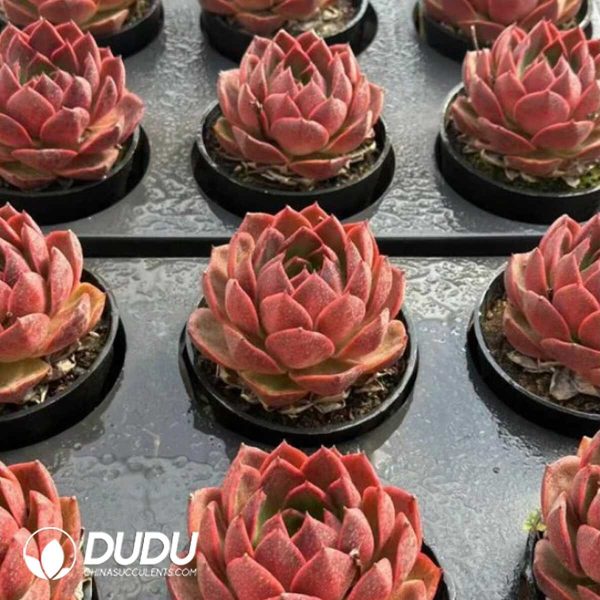 Echeveria Starfield - Image 2