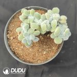 Echeveria Frosty Cristata - Image 2