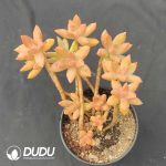 Sedum Pudding Clustering - Image 2