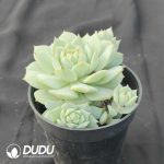 Echeveria derenbergii J.A.Purpus - Image 2