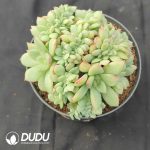 Echeveria Salem Cristata - Image 2