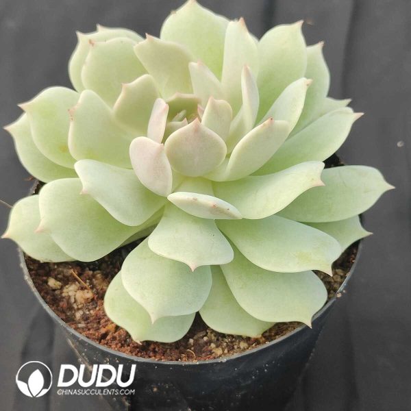 oplus_32 Echeveria Lola - Image 2