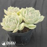 Echeveria Lola 3 Heads - Image 2