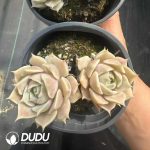 Echeveria Lola Double Head - Image 2