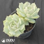 Echeveria Lola Double Heads - Image 2