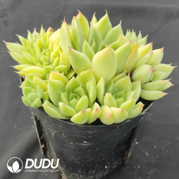 oplus_32 Echeveria M7 Clustering - Image 2