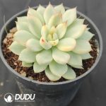 Echeveria Mebina Variegated - Image 2