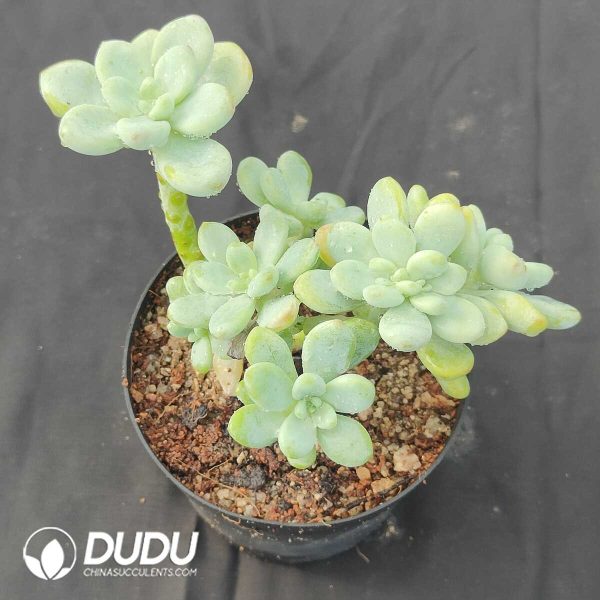 Sedum Clavatum Clustering - Image 2