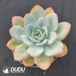 Echeveria Breland - Image 2