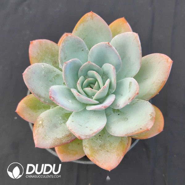 oplus_32 Echeveria Breland - Image 2