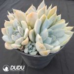 Echeveria Hamburger Clustering - Image 2