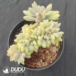 Graptopetalum Amethystinum Cristata - Image 2