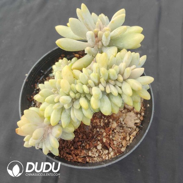 Graptopetalum Amethystinum Cristata - Image 2