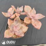 Graptoveria BAINESII 3-5 Heads - Image 2