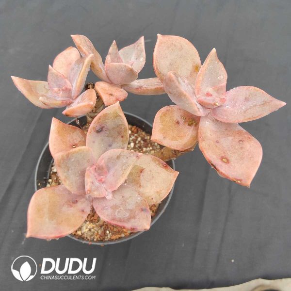 Graptoveria BAINESII 3-5 Heads - Image 2