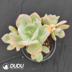 Echeveria Hakuhou 5-7 Heads Old Pile Cluster - Image 2