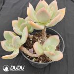 Echeveria Hakuhou 4 Heads Old Pile Cluster - Image 2