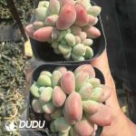 Graptosedum Miul Clustering - Image 2