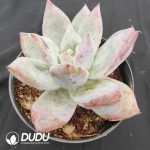 Echeveria Polar Bear - Image 2