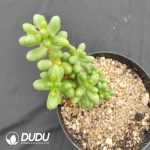 Sedum Hernandezii - Image 2