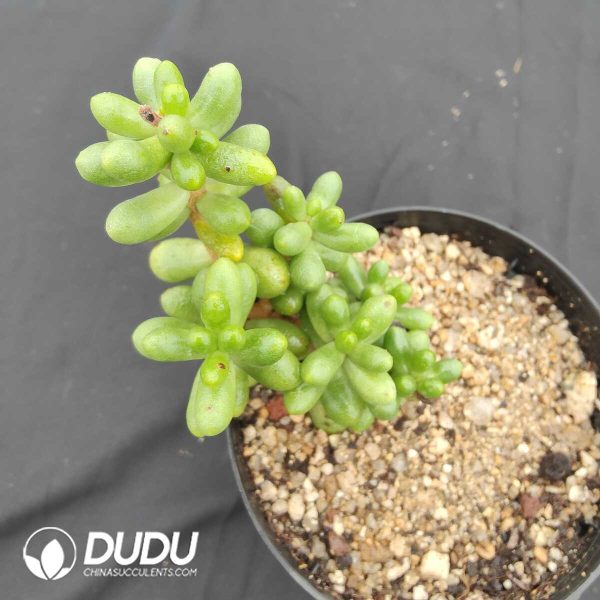 Sedum Hernandezii - Image 2