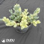 Astridia Velutina Variegated Cluster - Image 2