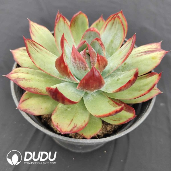 Echeveria Agavoides Silky Casio - Image 2