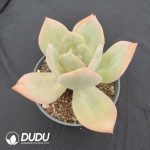 Echeveria Hakuhou - Image 2