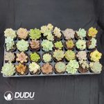 70mm Collection 32pcs (Random) - Image 2