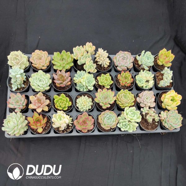 70mm Collection 32pcs (Random) - Image 2