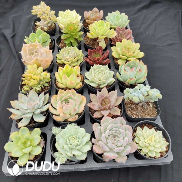 70mm Collection 24pcs (Random) - Image 2