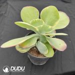 Kalanchoe Thyrsifolia Variegated - Image 2