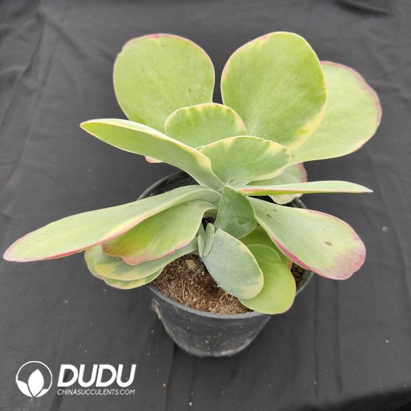 Kalanchoe Thyrsifolia Variegated - Image 2