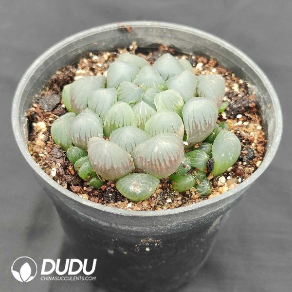 Haworthia Cooperi Var. Truncata - Image 2