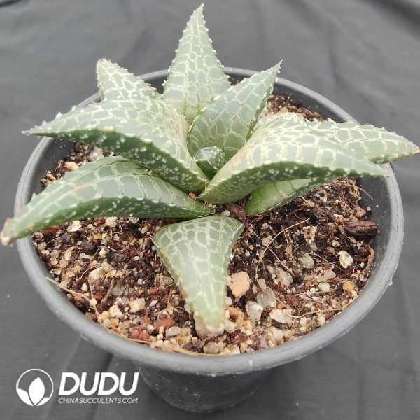 Haworthia Tesstllata - Image 2