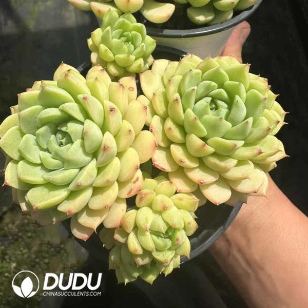 Echeveria Macadamia Clustering - Image 2