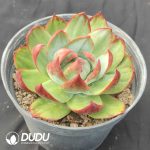 Echeveria Agavoides Casio - Image 2