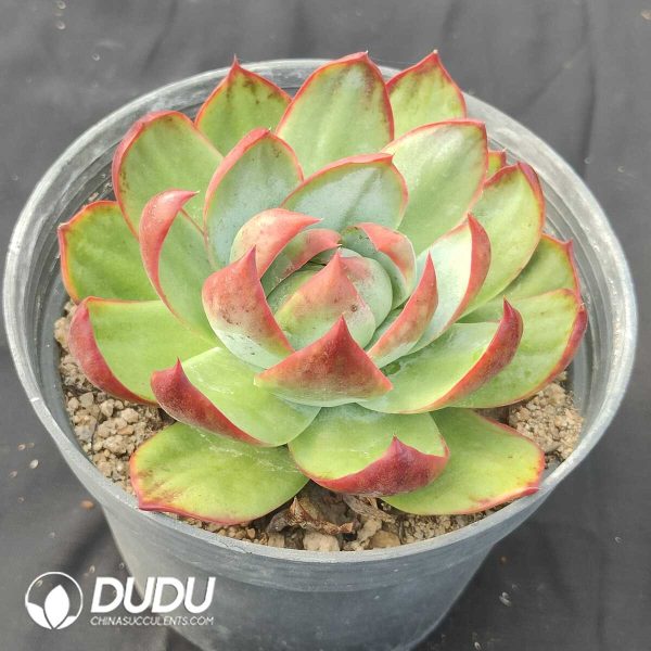 Echeveria Agavoides Casio - Image 2