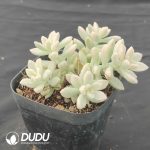 Graptopetalum mirinae Variegated - Image 2