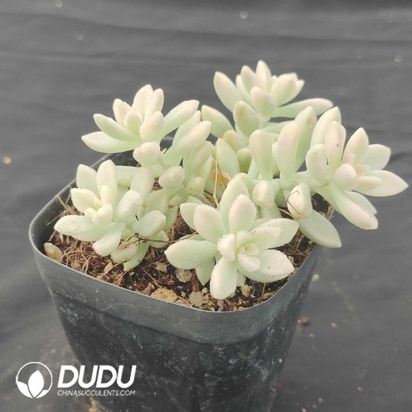 Graptopetalum mirinae Variegated - Image 2