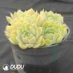 Echeveria Onslow Clustering - Image 2