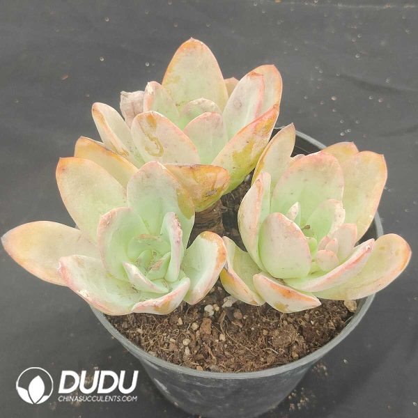 Echeveria Breland 3 Heads Clustering - Image 2