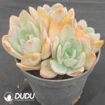 Echeveria Breland 4 Heads Clustering - Image 2