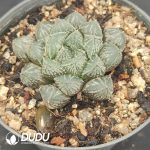 Haworthia hybrid Mirrorbal - Image 2