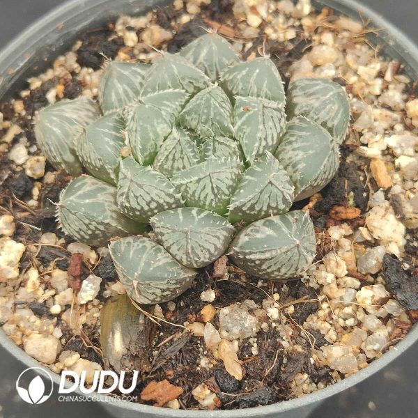 Haworthia hybrid Mirrorbal - Image 2